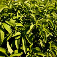 stevia-1280x510
